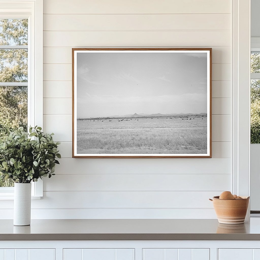 Range Cattle Grazing in Casa Grande Valley April-May 1940