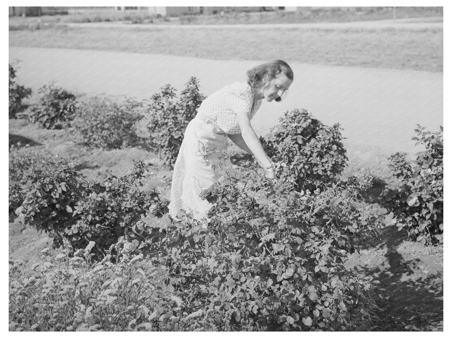 Woman Picking Roses at Casa Grande Valley Farms 1940