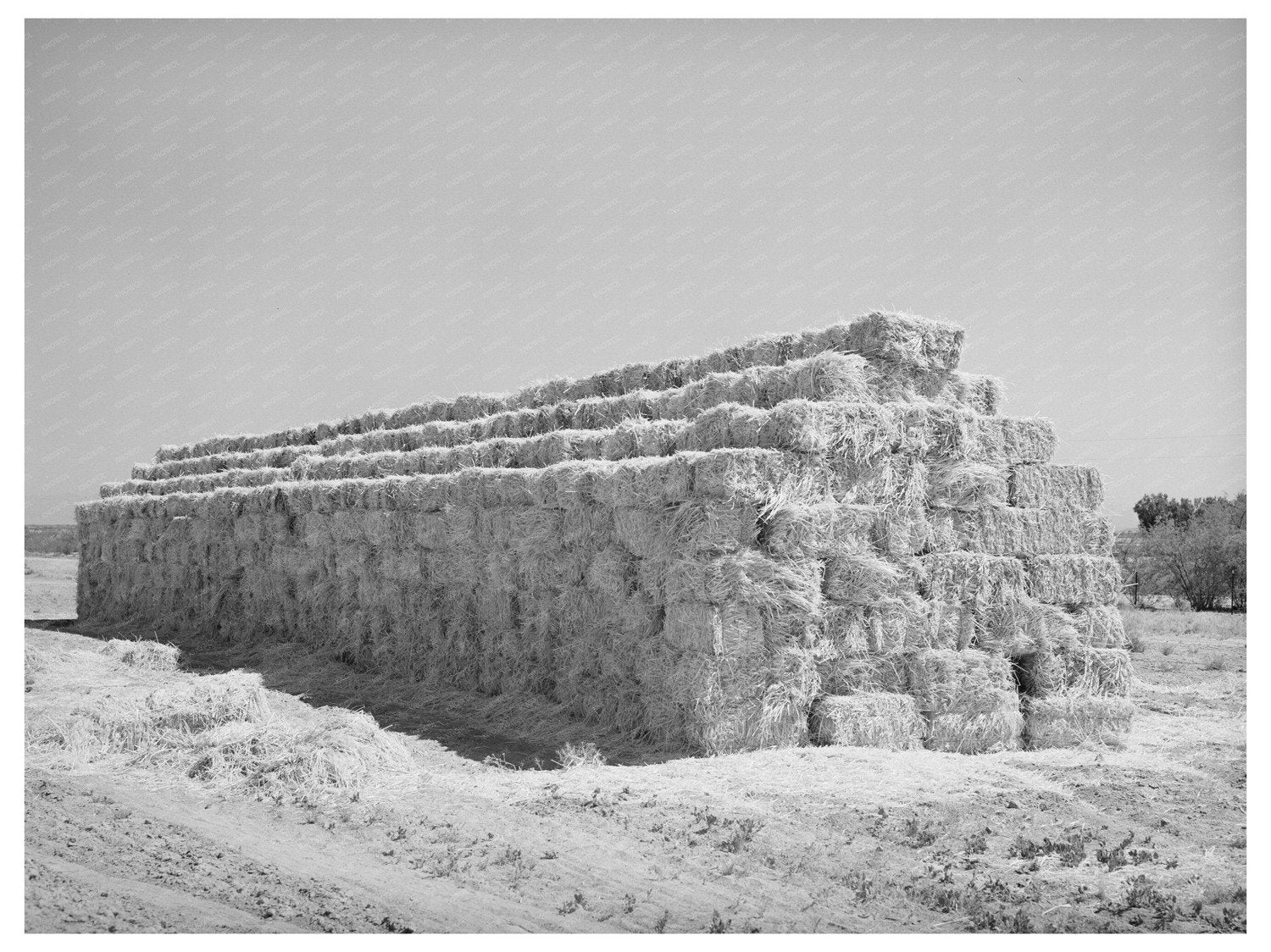 Baled Hay Stacked for Livestock in Arizona 1940