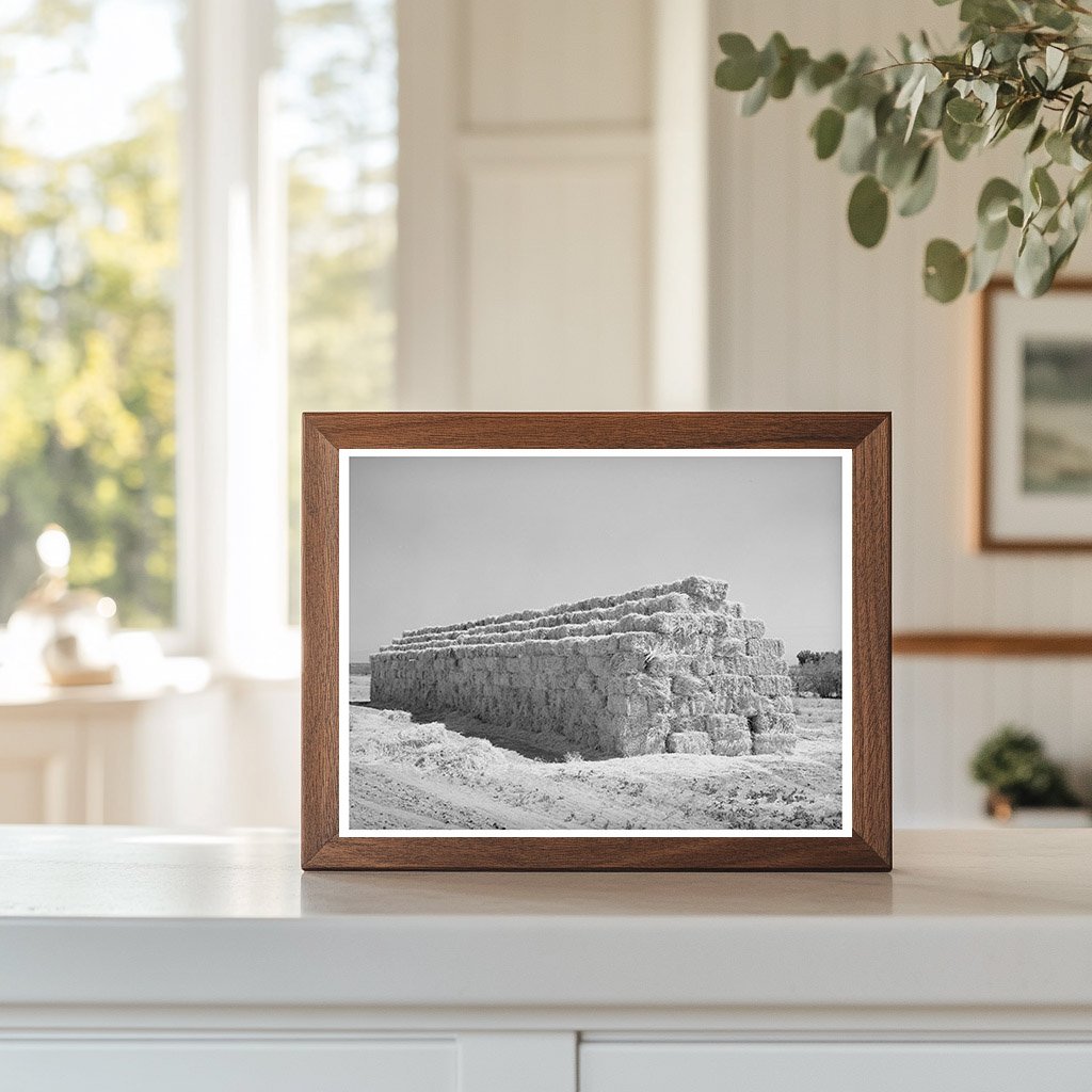 Baled Hay Stacked for Livestock in Arizona 1940