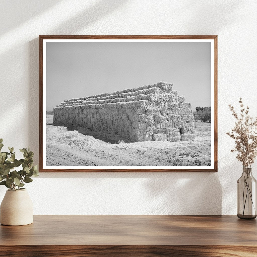Baled Hay Stacked for Livestock in Arizona 1940