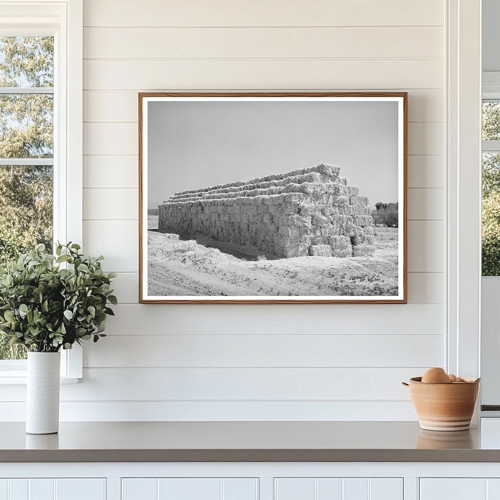 Baled Hay Stacked for Livestock in Arizona 1940
