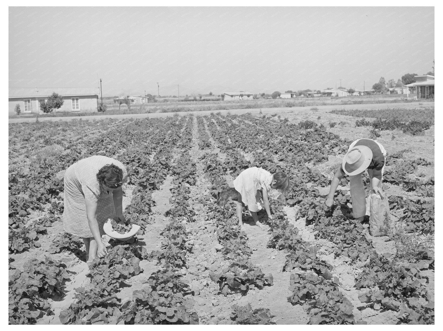 Vegetable Harvesting at Casa Grande Valley Farms 1940