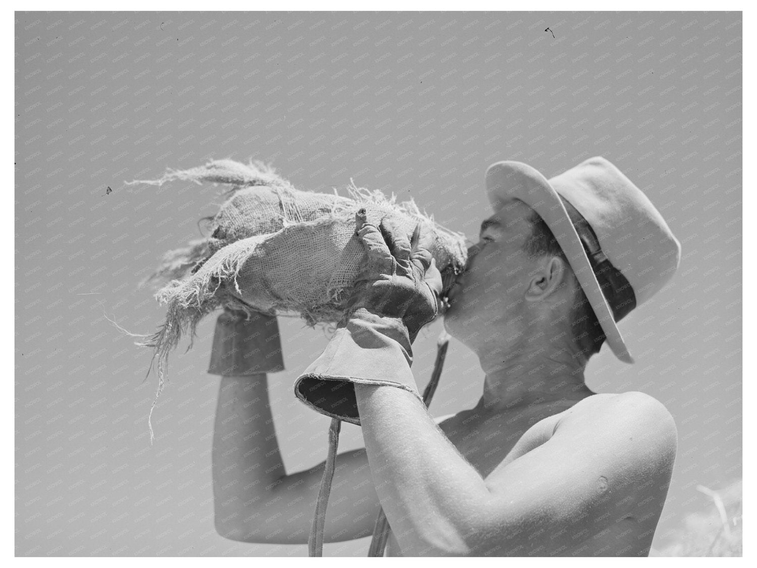 Man Drinking Water in Hay Field Casa Grande Valley 1940