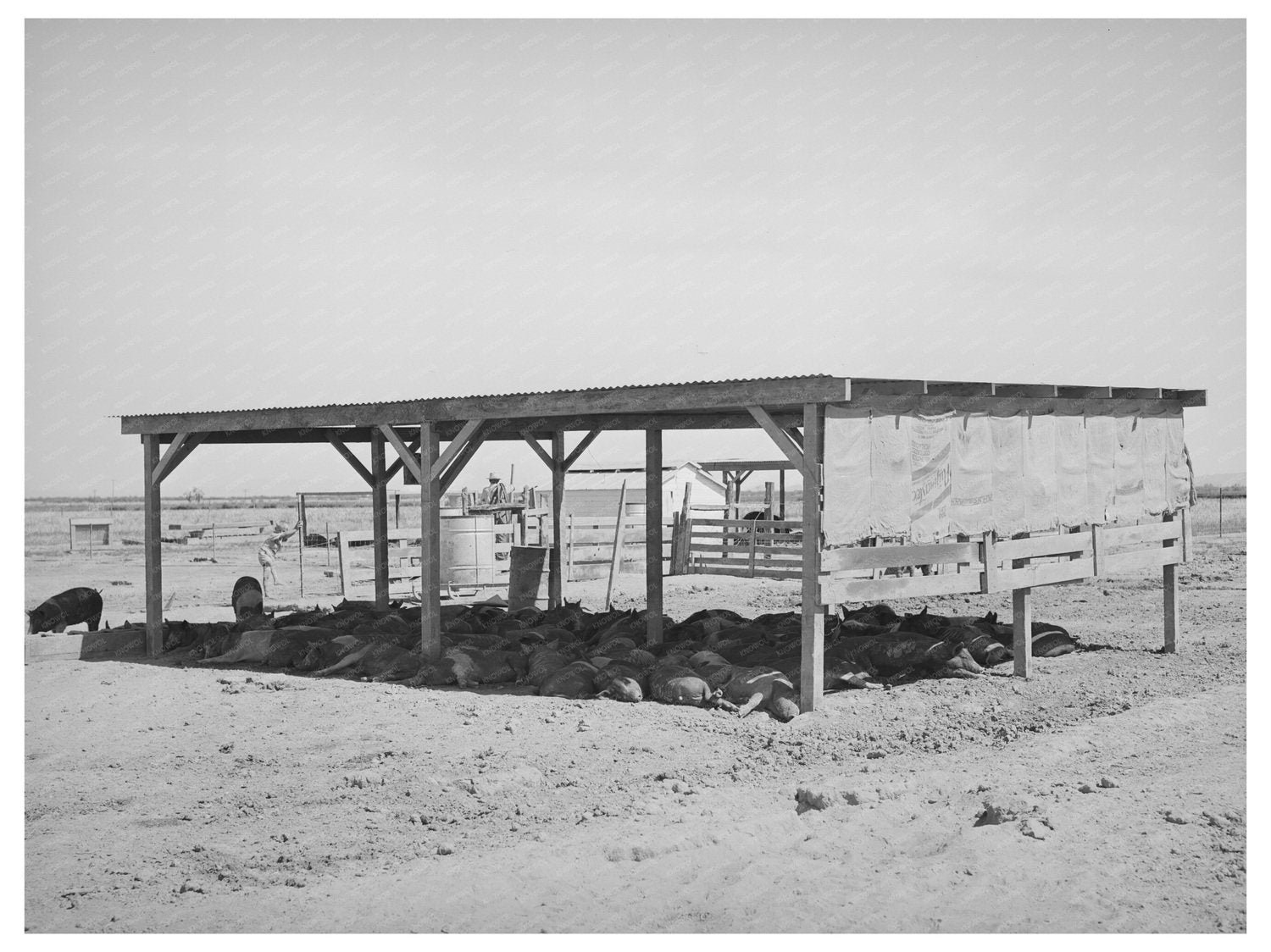 Hogs in Shelter at Casa Grande Valley Farms 1940