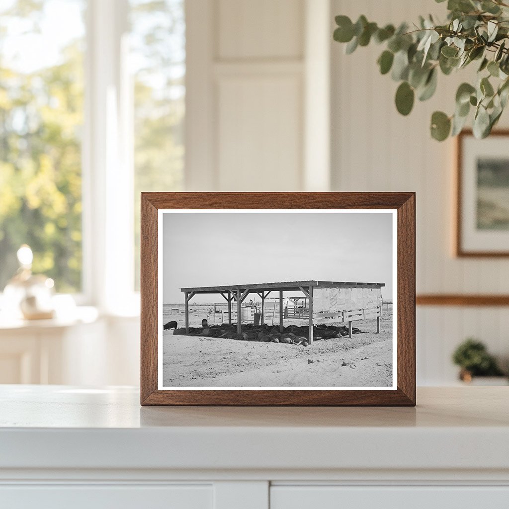 Hogs in Shelter at Casa Grande Valley Farms 1940