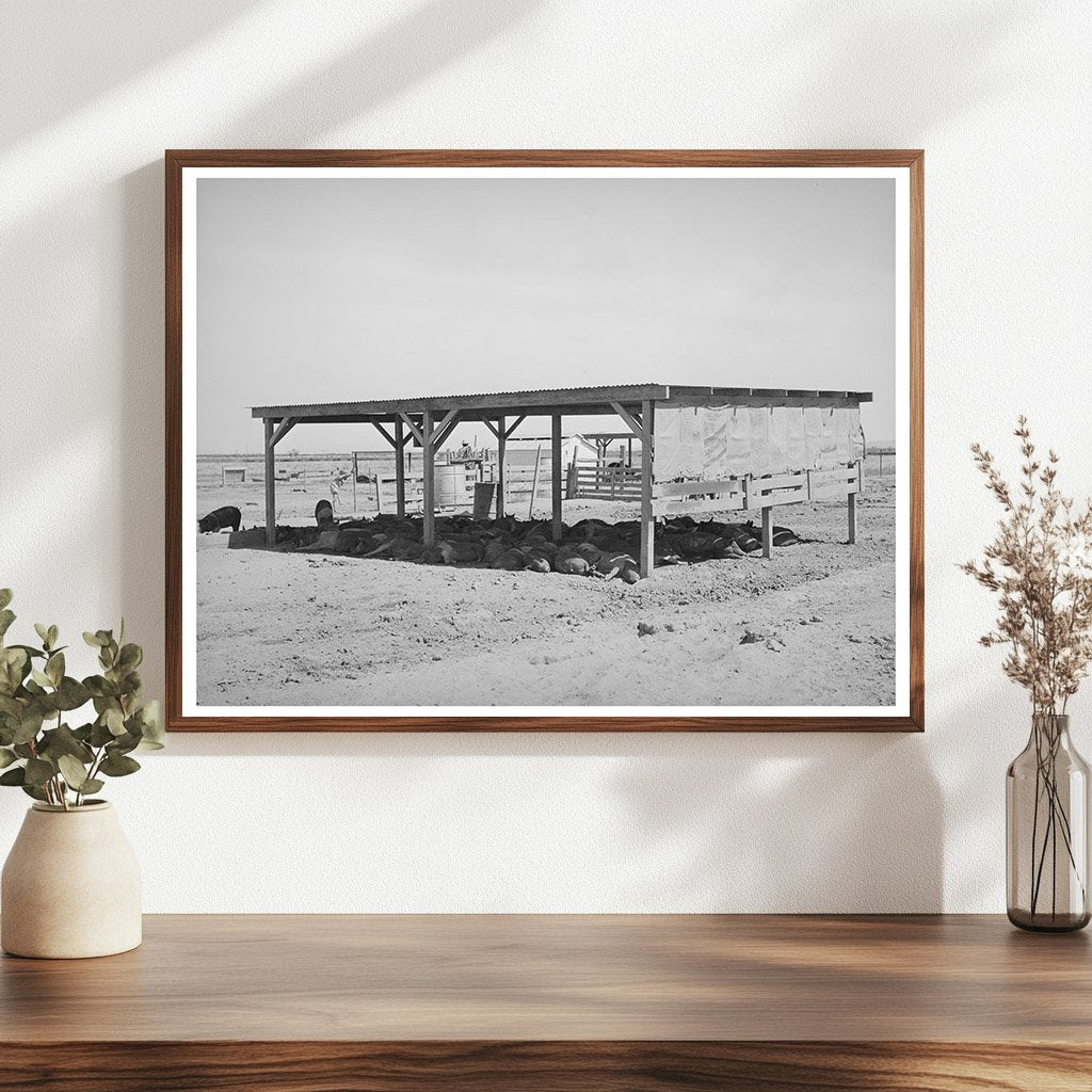 Hogs in Shelter at Casa Grande Valley Farms 1940