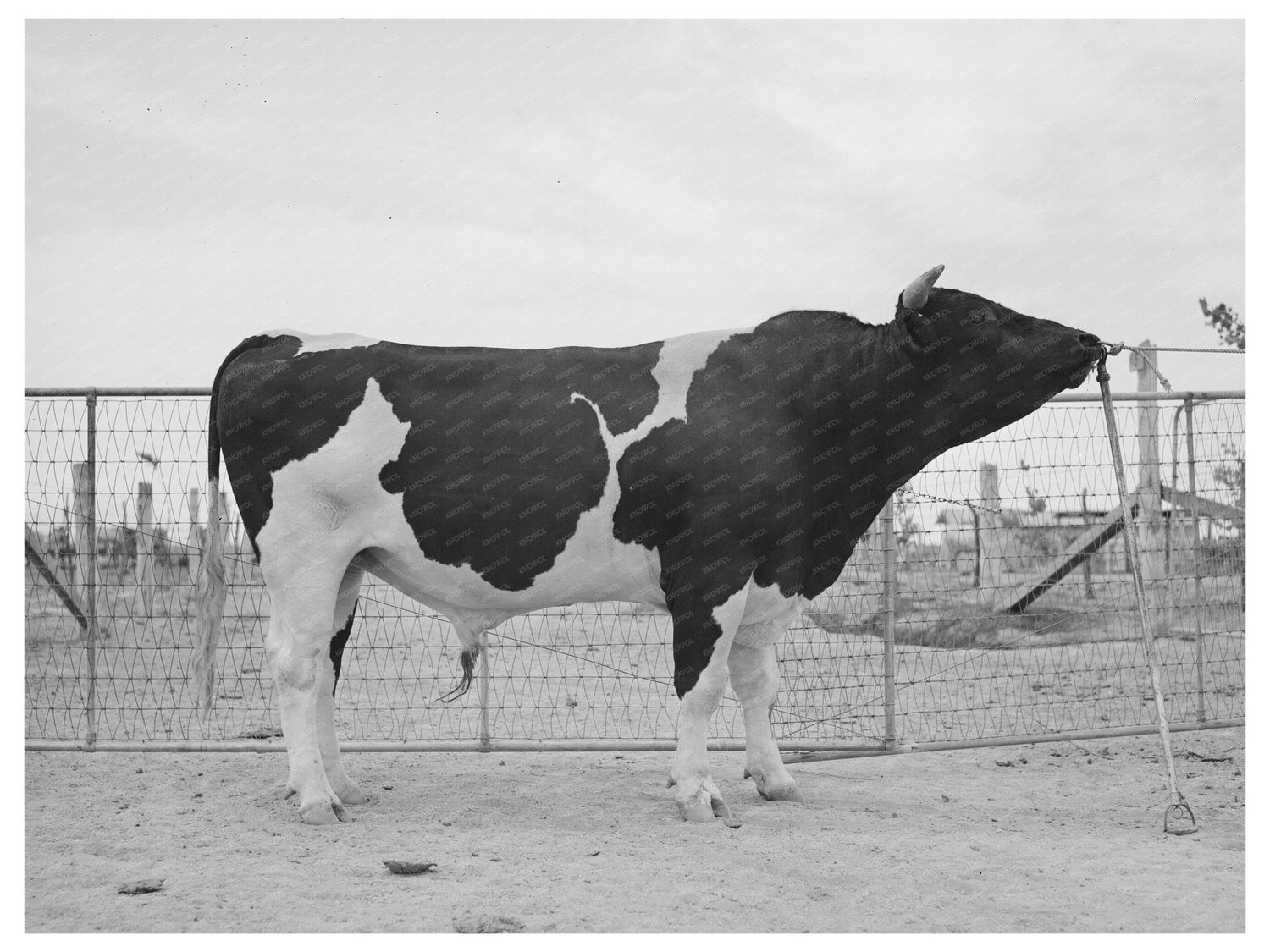 Holstein Herd Bull Casa Grande Valley Farms May 1940
