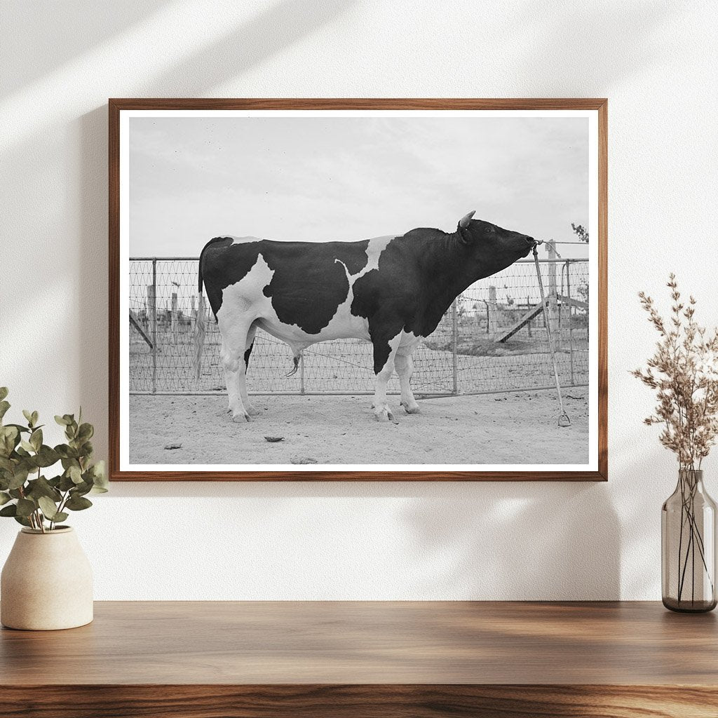 Holstein Herd Bull Casa Grande Valley Farms May 1940