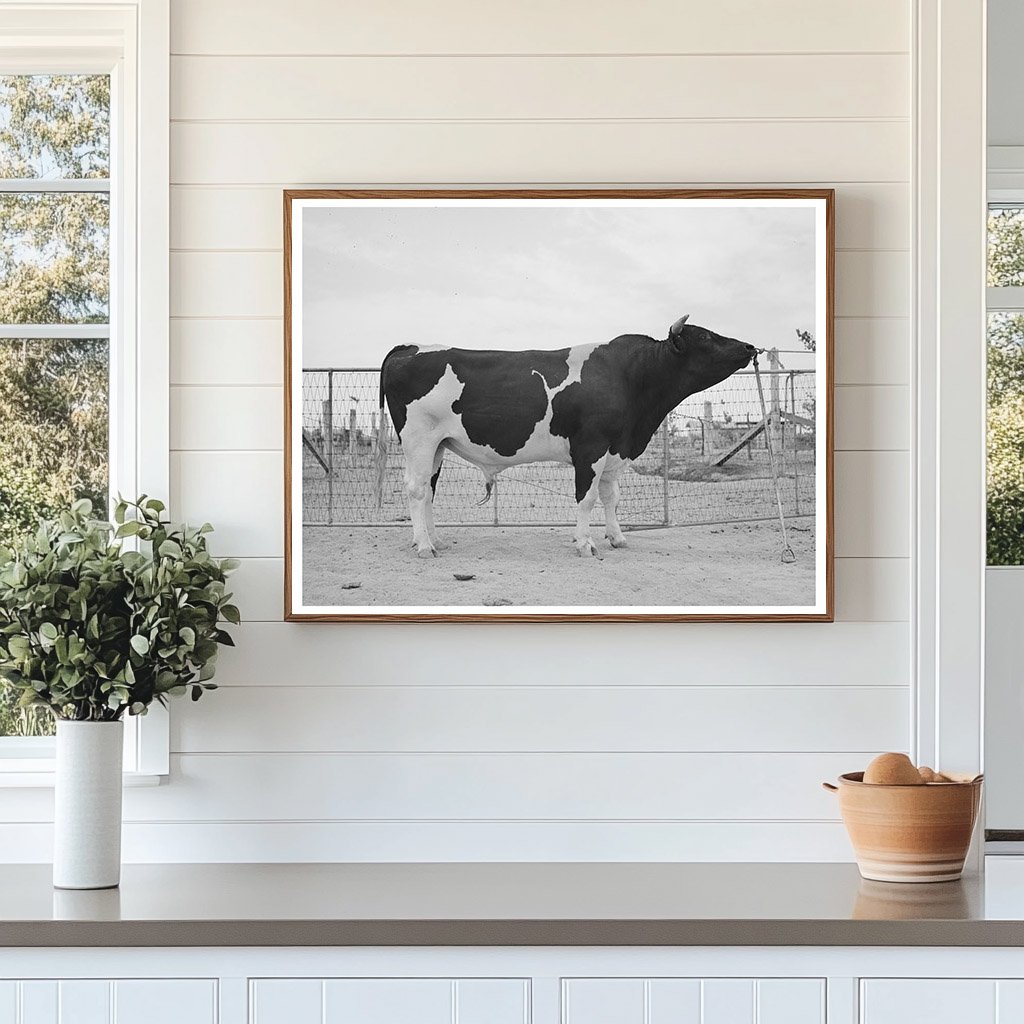 Holstein Herd Bull Casa Grande Valley Farms May 1940