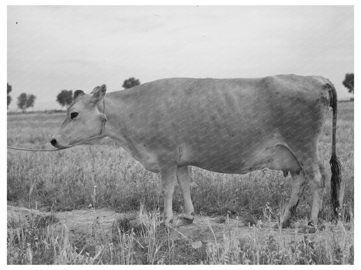 Jersey Cow Ronalds Sybil Frosty Arizona May 1940