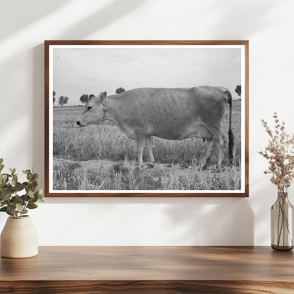 Jersey Cow Ronalds Sybil Frosty Arizona May 1940