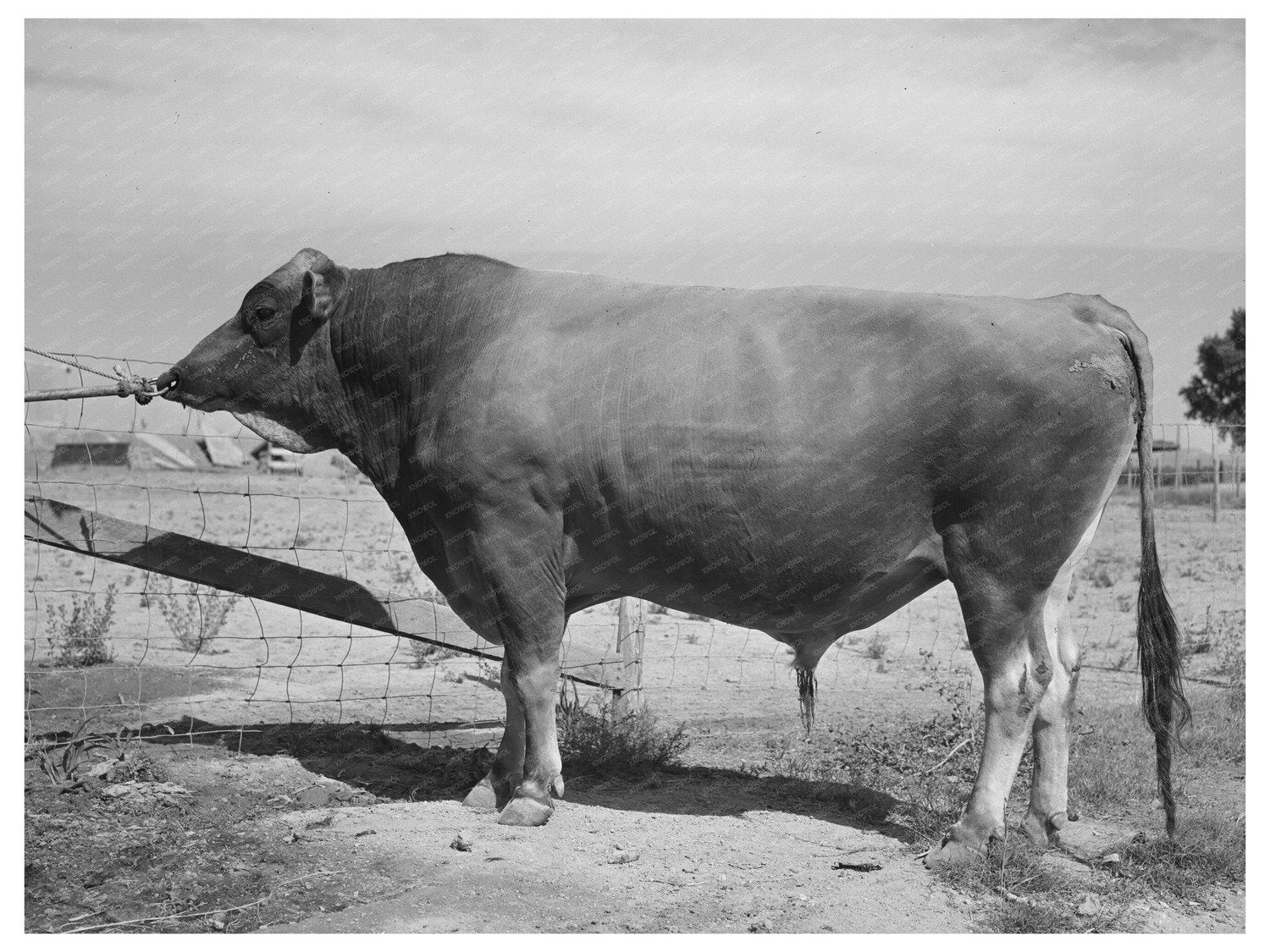 Herd Bull at Casa Grande Valley Farms Arizona May 1940