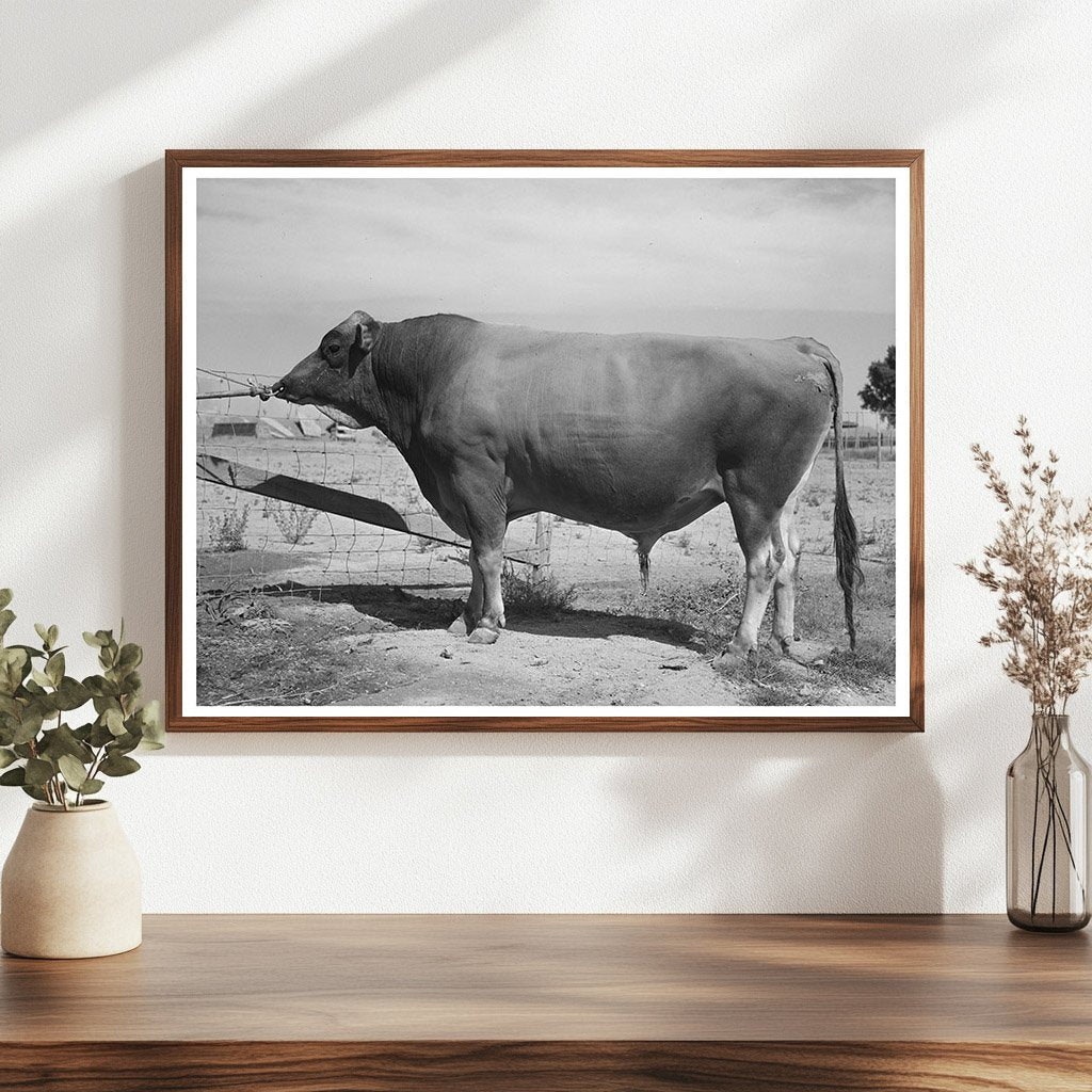 Herd Bull at Casa Grande Valley Farms Arizona May 1940