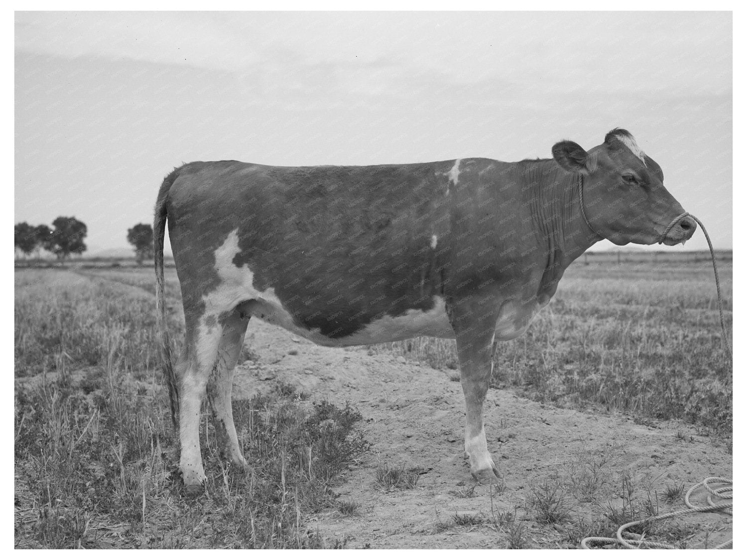 Guernsey Heifer at Casa Grande Valley Farms May 1940