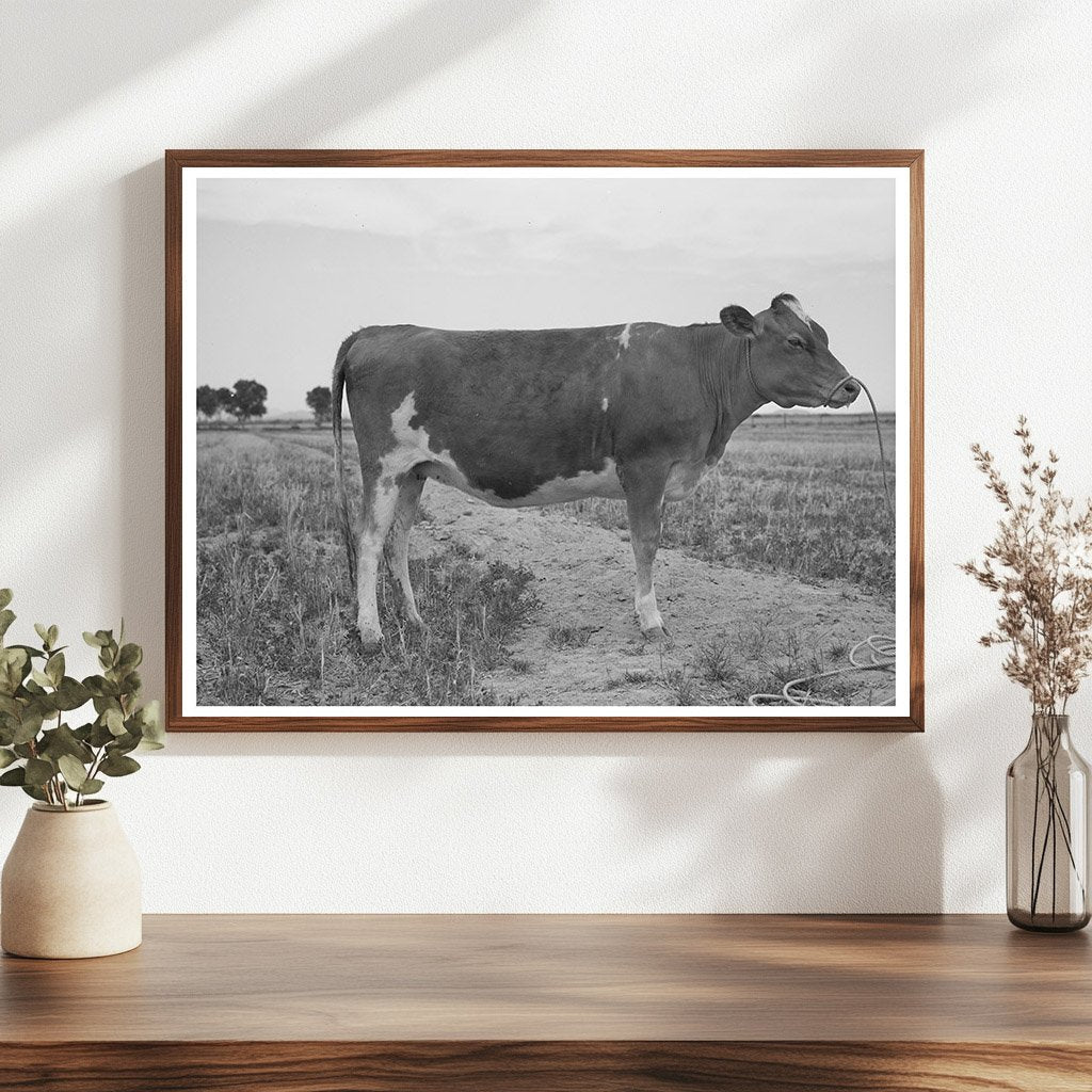 Guernsey Heifer at Casa Grande Valley Farms May 1940