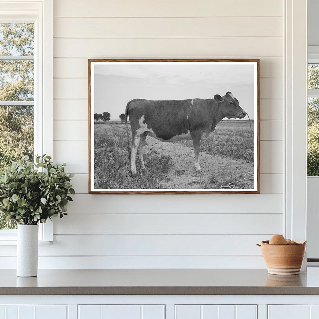 Guernsey Heifer at Casa Grande Valley Farms May 1940
