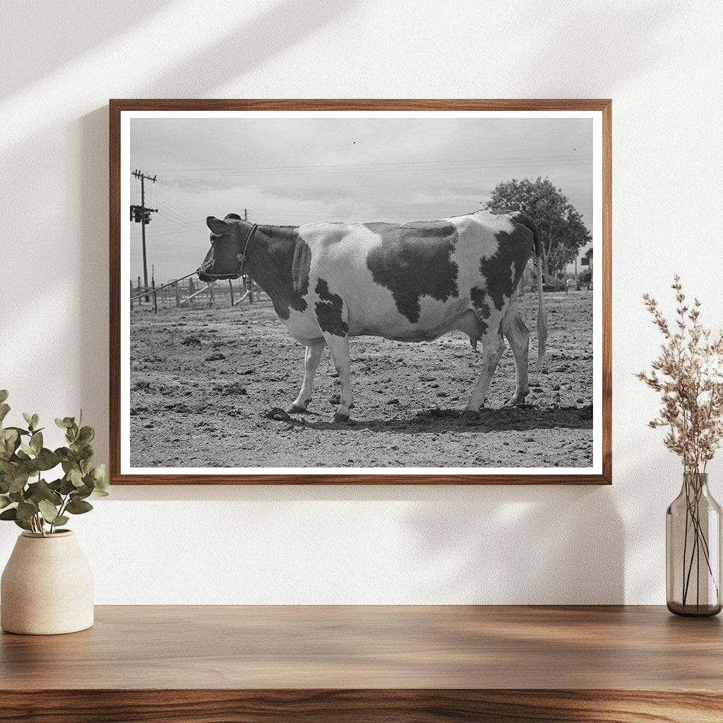 Guernsey Cow at Casa Grande Valley Farms May 1940