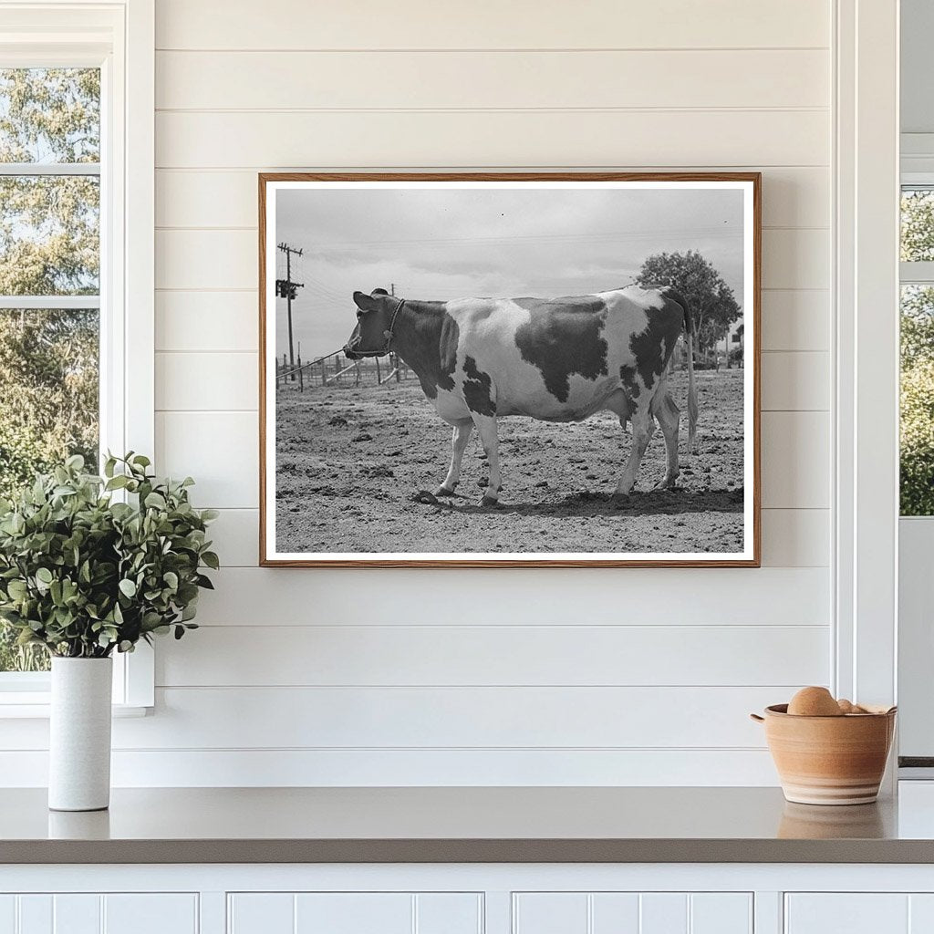 Guernsey Cow at Casa Grande Valley Farms May 1940