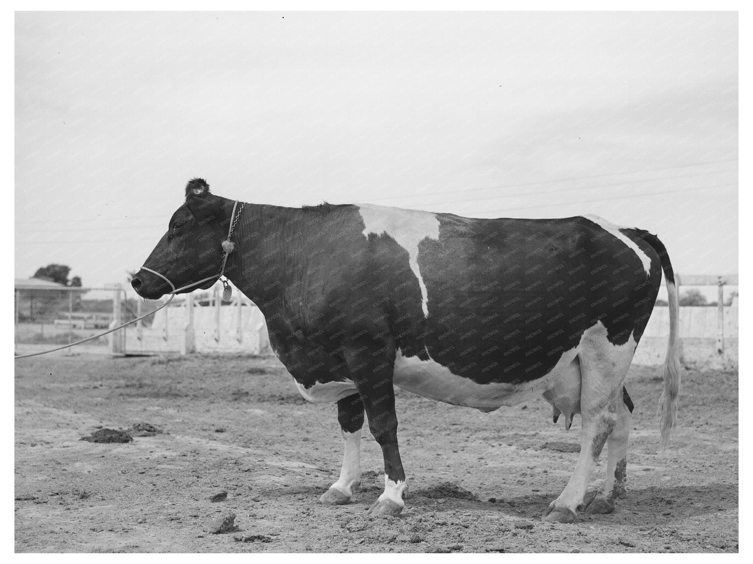 Holstein Cow at Casa Grande Valley Farms May 1940