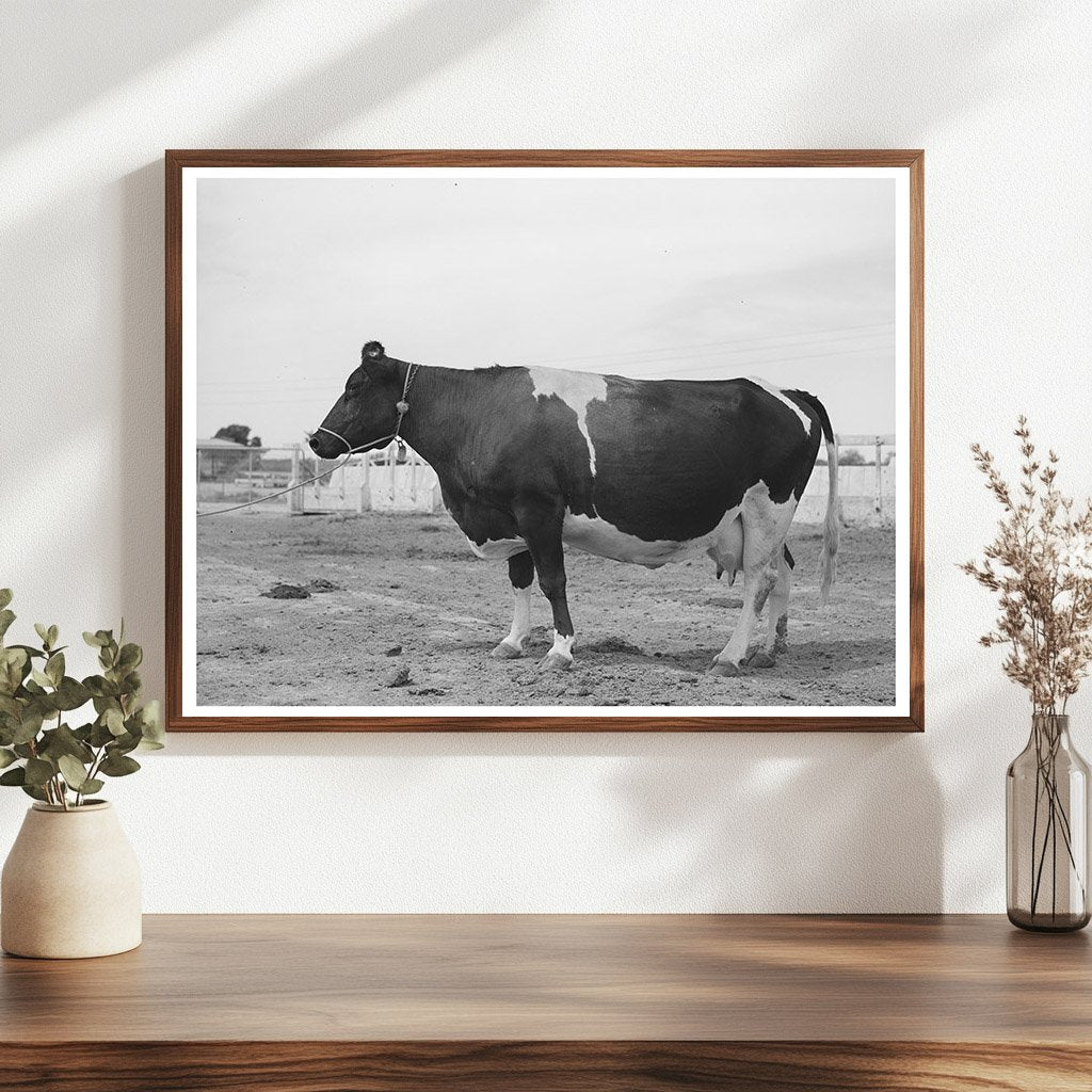 Holstein Cow at Casa Grande Valley Farms May 1940