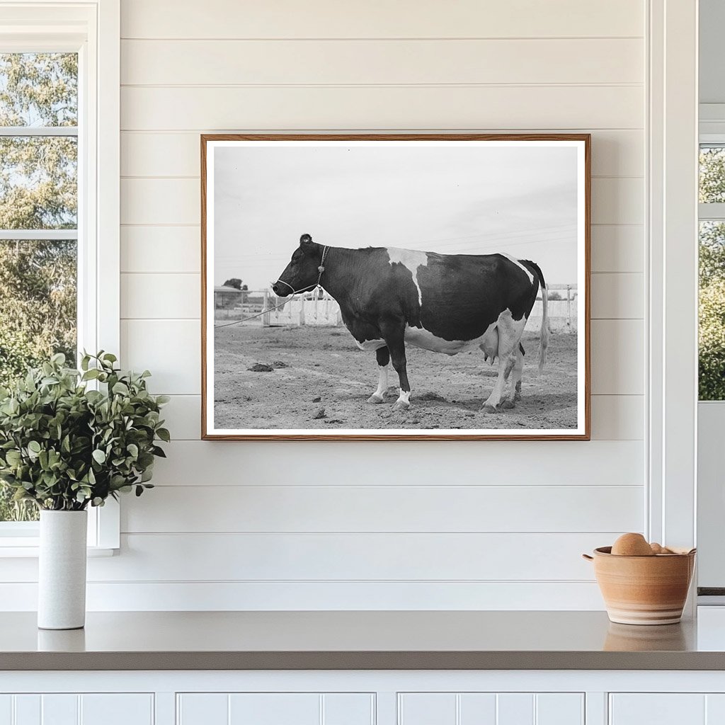 Holstein Cow at Casa Grande Valley Farms May 1940