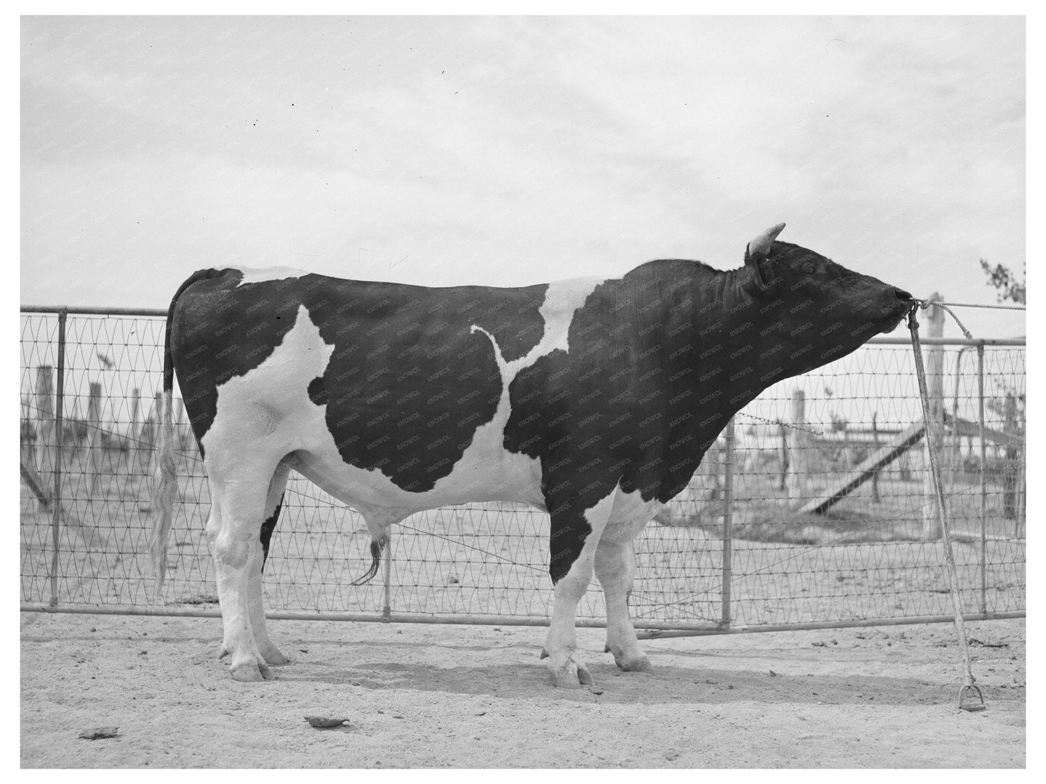 Holstein Herd Bull at Casa Grande Valley Farms 1940