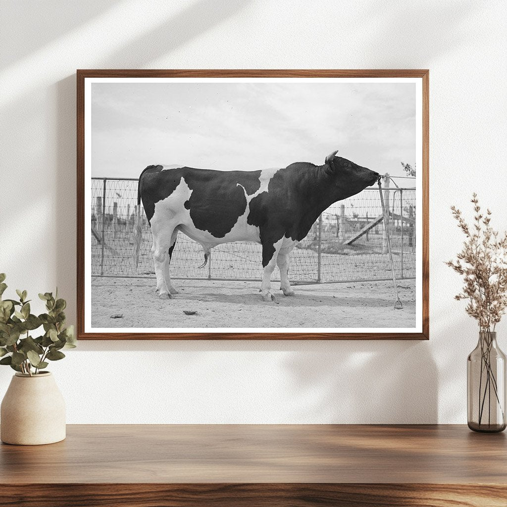 Holstein Herd Bull at Casa Grande Valley Farms 1940