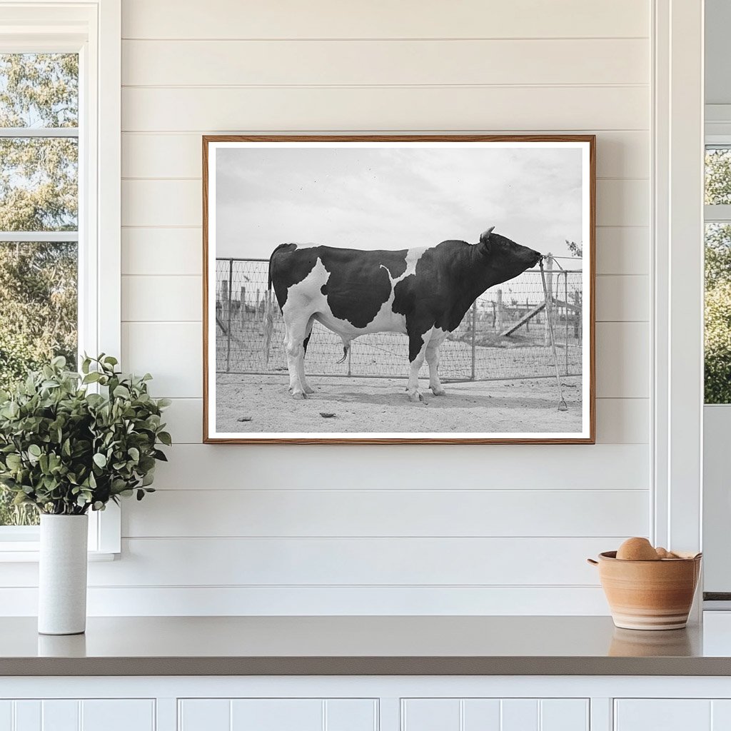 Holstein Herd Bull at Casa Grande Valley Farms 1940