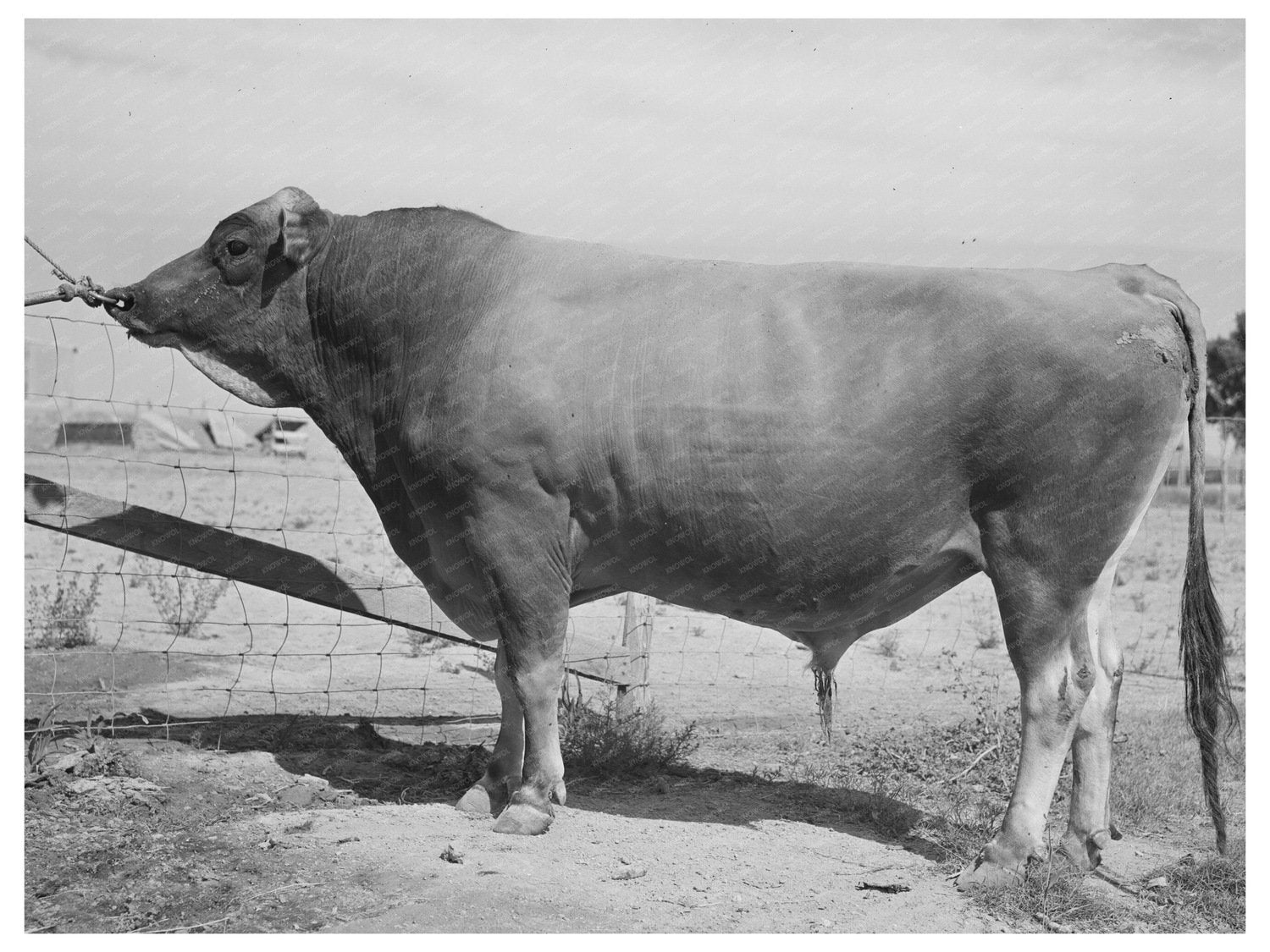 Senator Sybil Eminent Herd Bull Casa Grande Farms 1940
