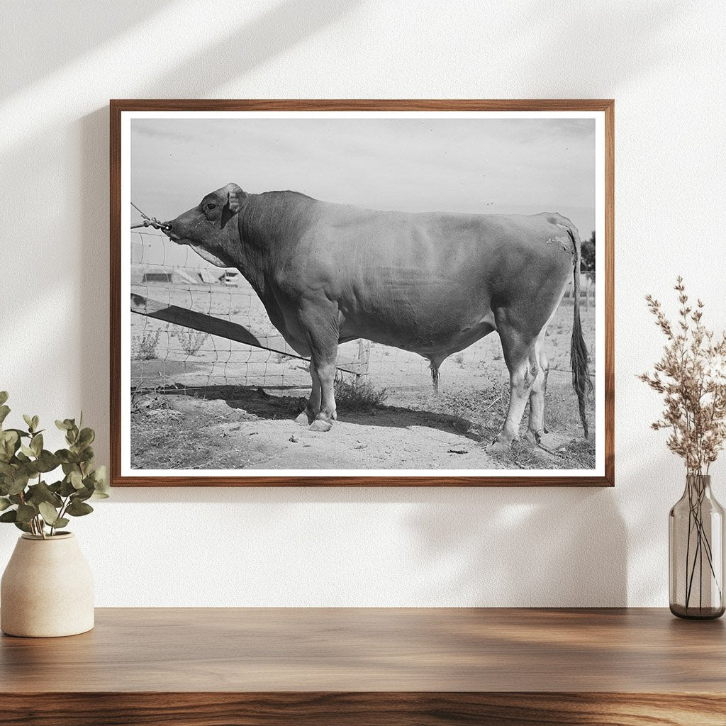 Senator Sybil Eminent Herd Bull Casa Grande Farms 1940