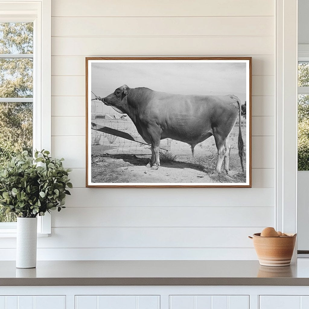 Senator Sybil Eminent Herd Bull Casa Grande Farms 1940