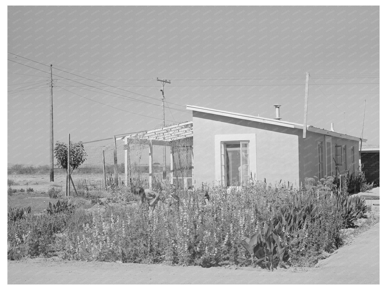 Children in Flower Garden Casa Grande Valley Farms 1940