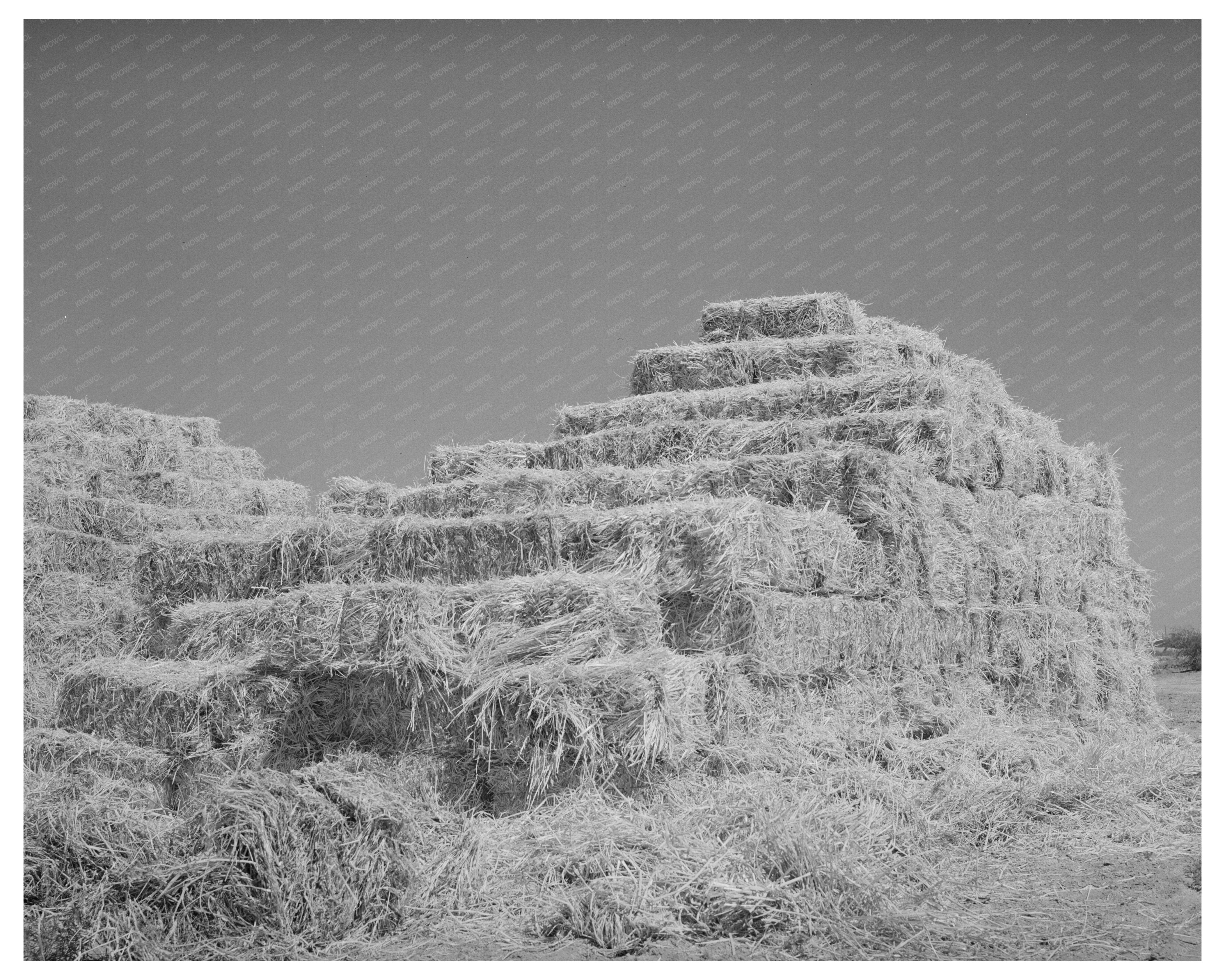 Baled Hay in Casa Grande Valley Pinal County Arizona 1940