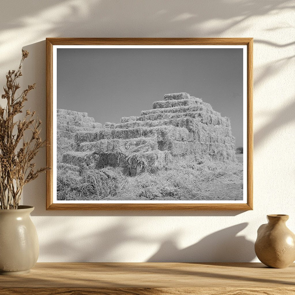 Baled Hay in Casa Grande Valley Pinal County Arizona 1940