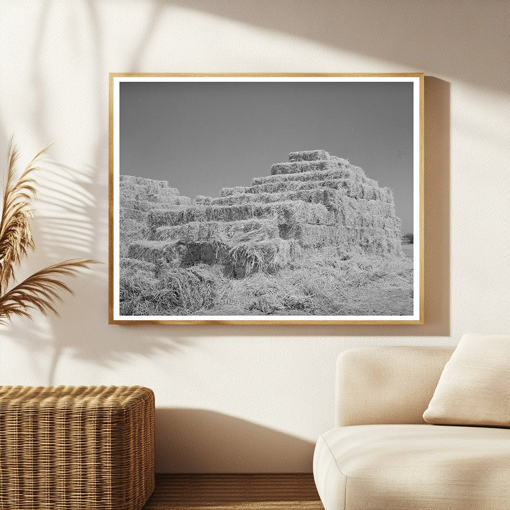 Baled Hay in Casa Grande Valley Pinal County Arizona 1940