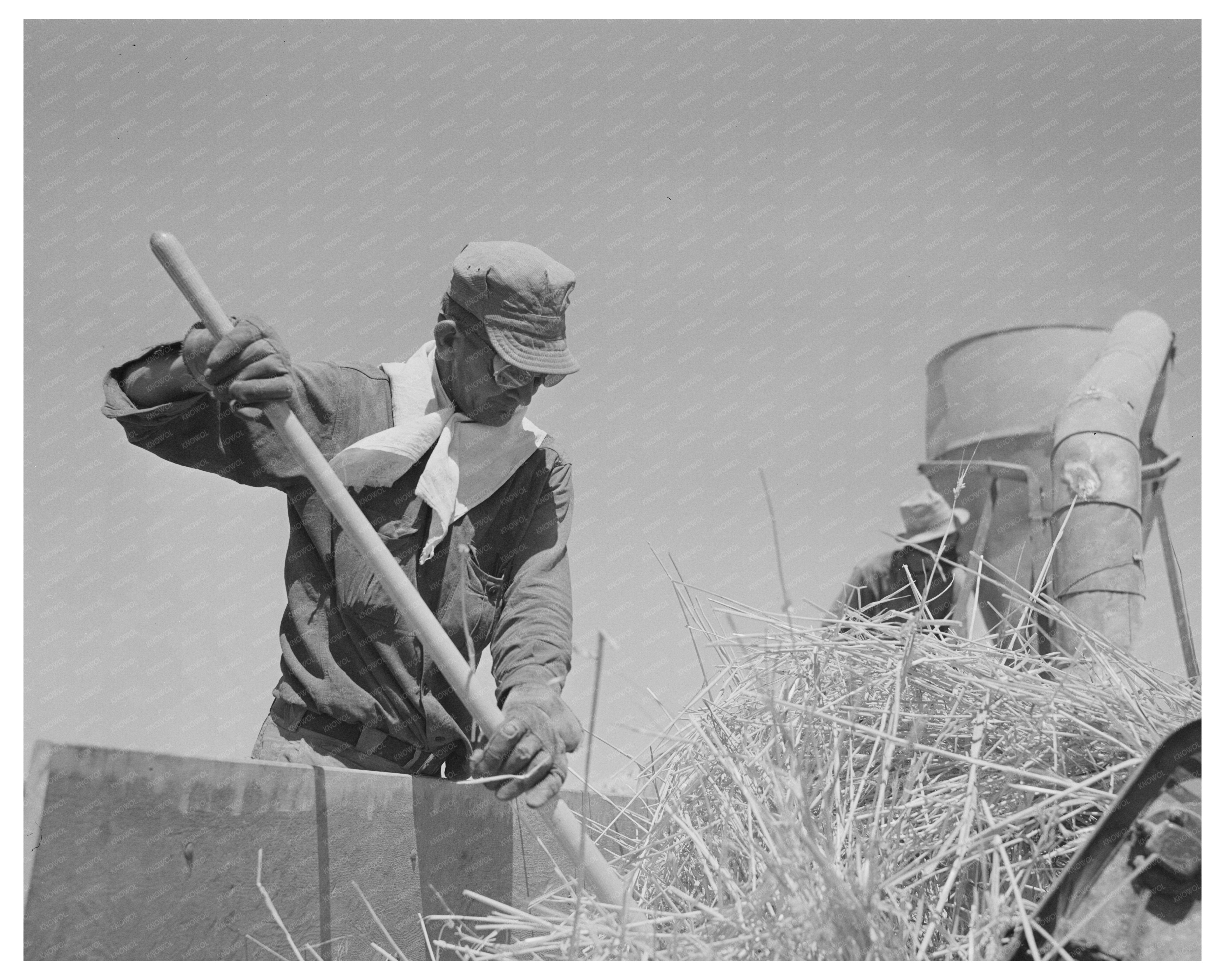 Hay Chopper Operation at Casa Grande Valley Farms 1940
