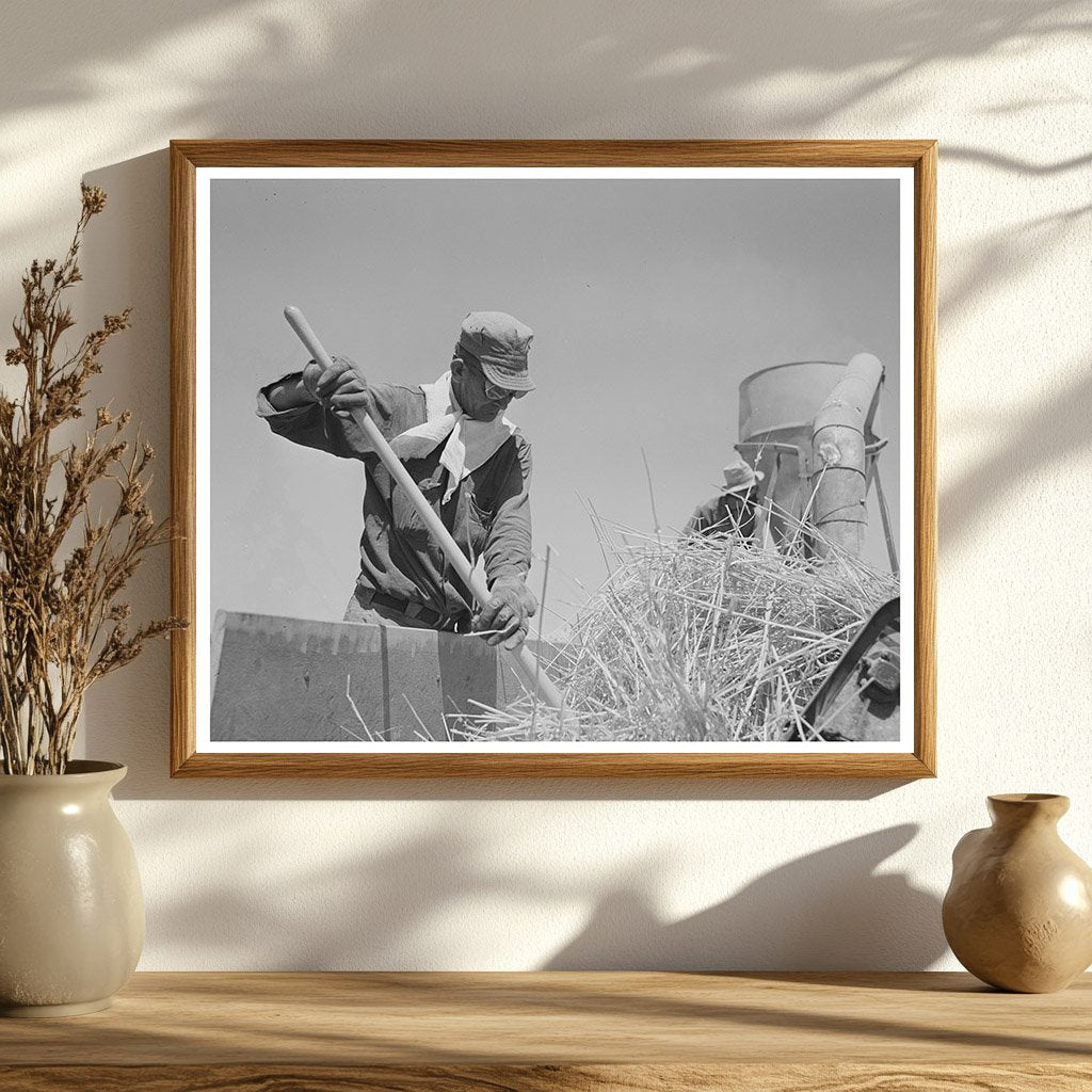 Hay Chopper Operation at Casa Grande Valley Farms 1940