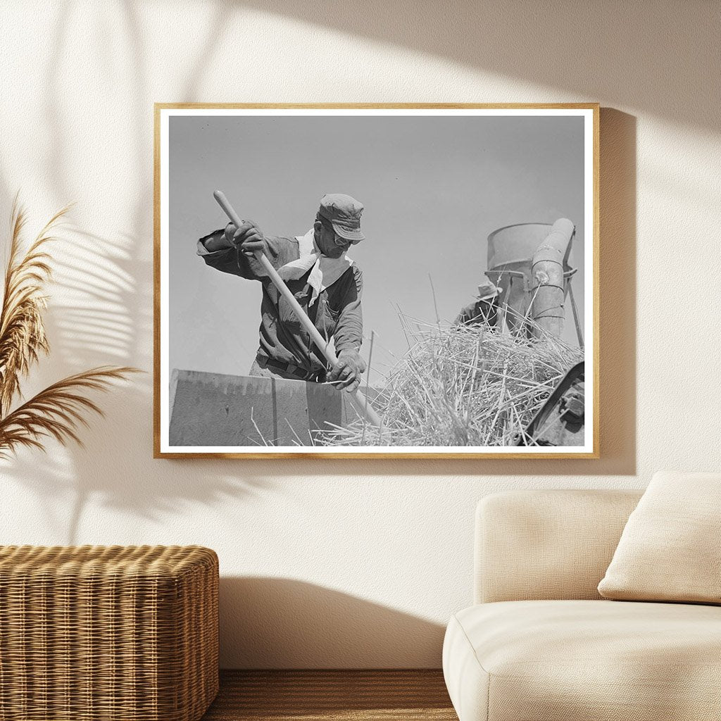 Hay Chopper Operation at Casa Grande Valley Farms 1940
