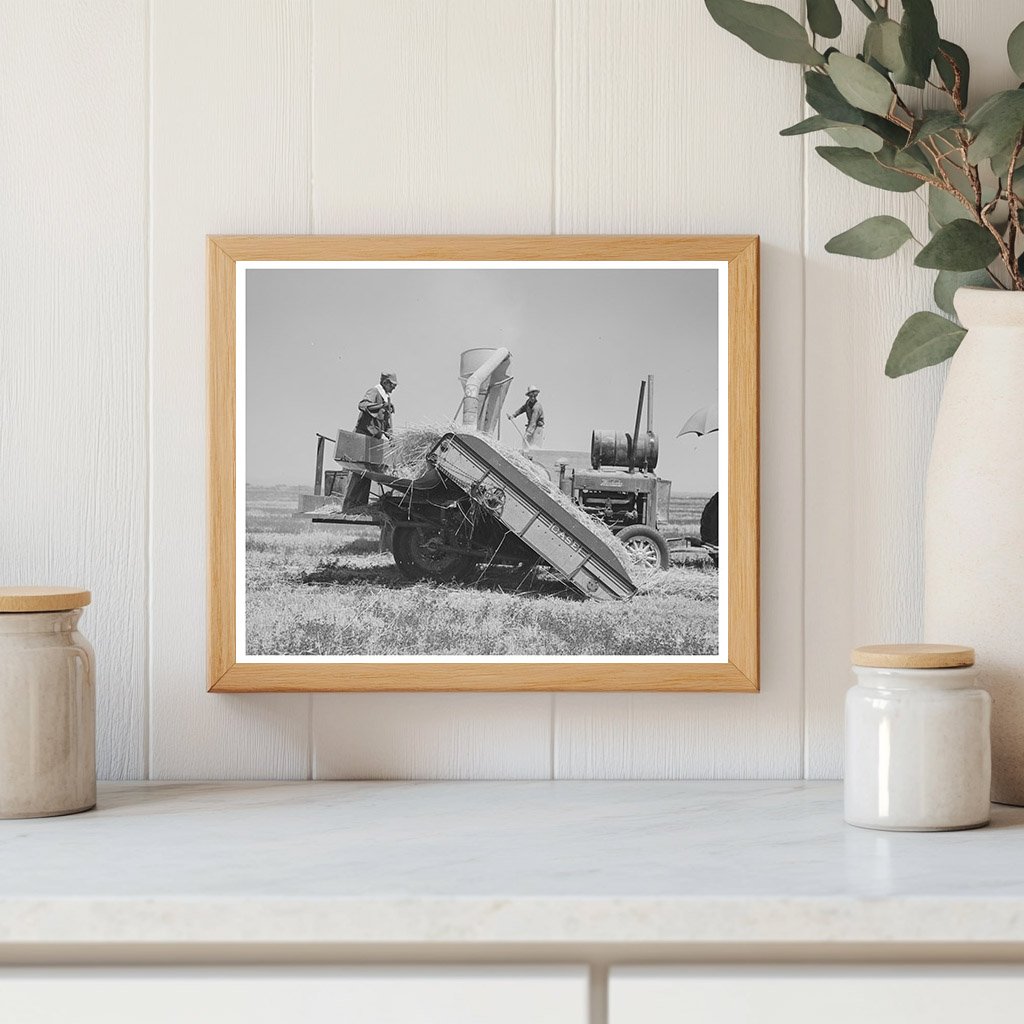 Hay Machine in Operation at Casa Grande Valley Farms 1940