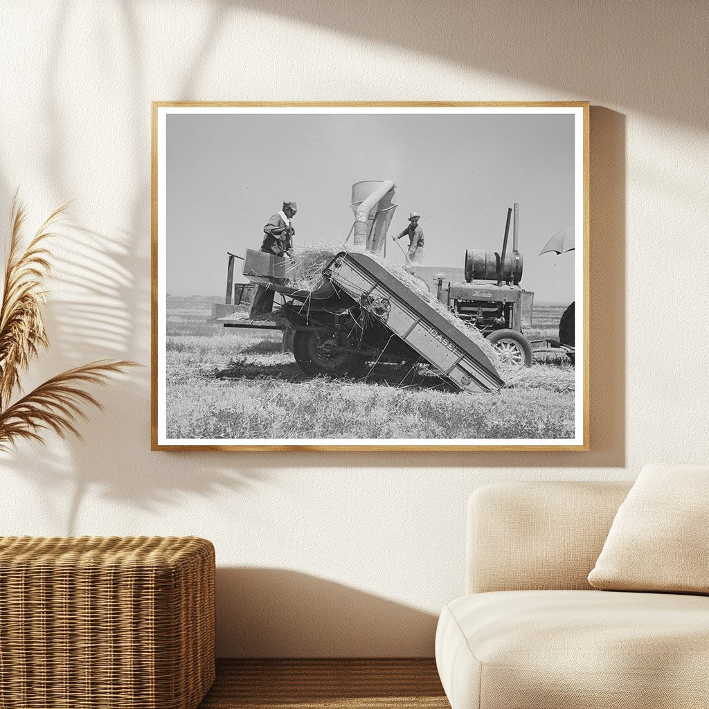 Hay Machine in Operation at Casa Grande Valley Farms 1940