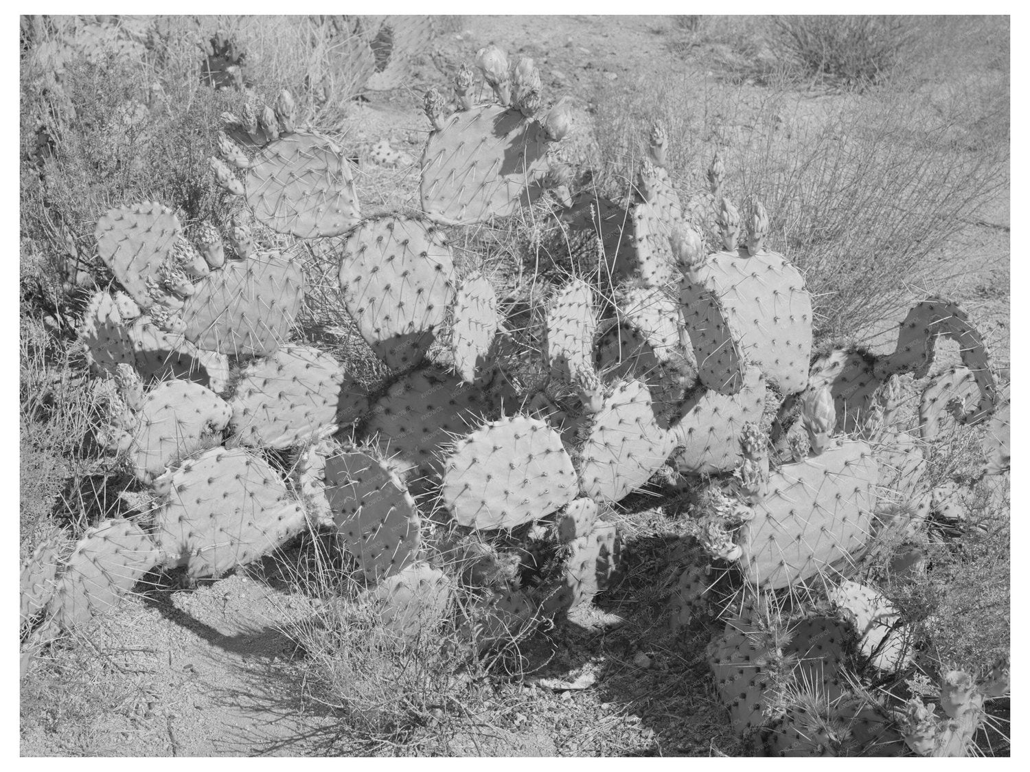 Cactus in Graham County Arizona May 1940 Vintage Photo