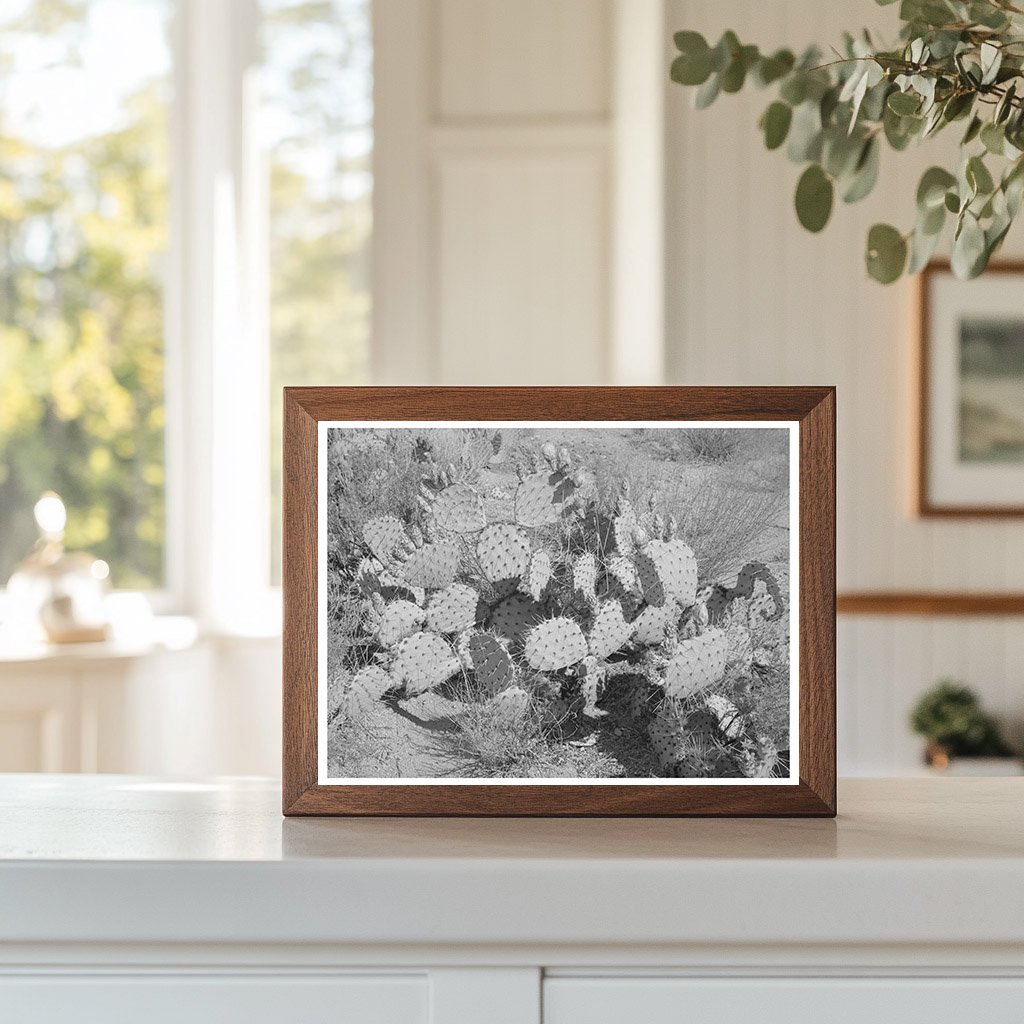 Cactus in Graham County Arizona May 1940 Vintage Photo