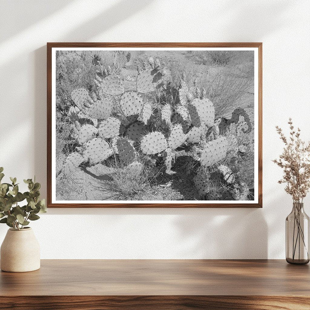 Cactus in Graham County Arizona May 1940 Vintage Photo