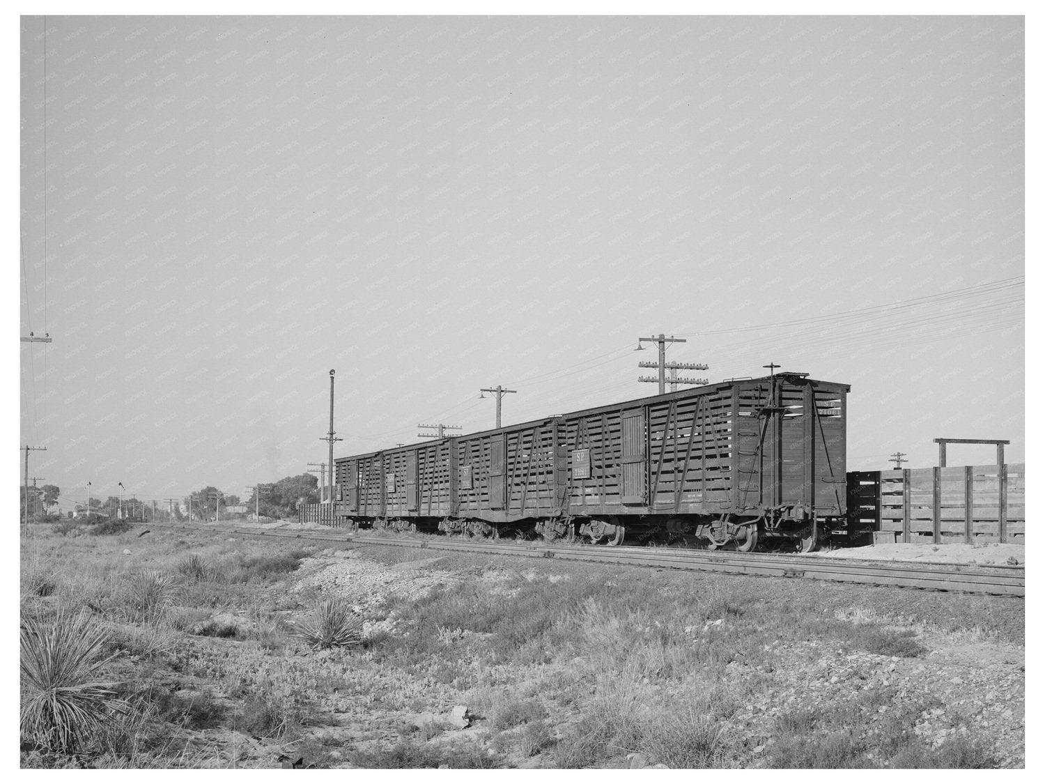 Empty Cattle Cars in Willcox Arizona May 1940