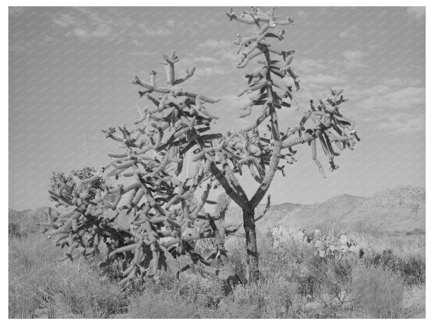 Cactus in Graham County Arizona May 1940