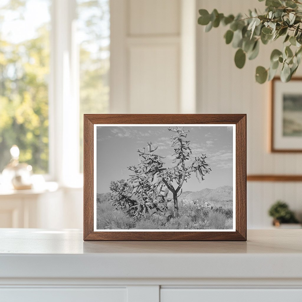 Cactus in Graham County Arizona May 1940