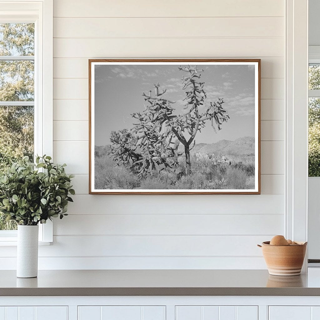 Cactus in Graham County Arizona May 1940