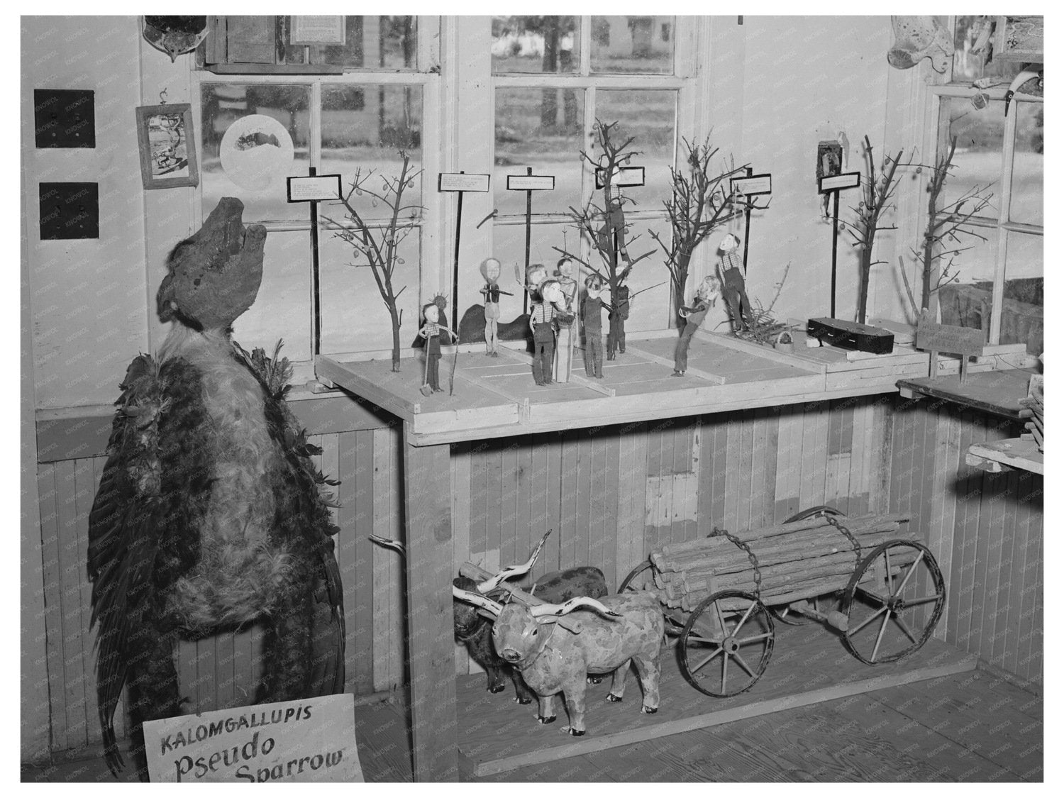 Old Apple Tree and Homer Tate Work Safford Arizona 1940