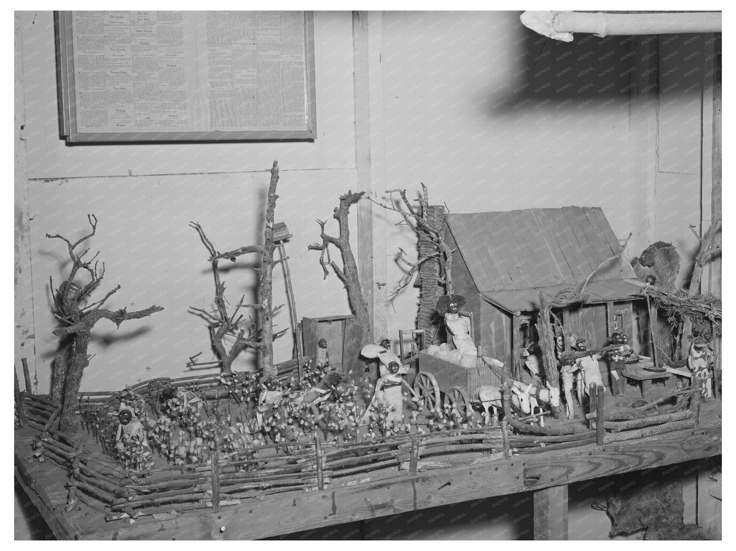 Cotton South Scene Safford Arizona May 1940